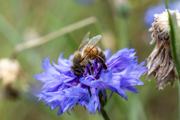 Wasp Hornet Macro on top of detailed violet wild flower in nature pollination