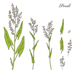 Sorrel plant vector hand drawn illustration isolated on white background, ink sketch, decorative herbal doodle, colorful medical herbs line art set for design cosmetic, natural medicine, kitchen menu