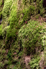 Lud's Church moss covered chasm at The Roaches, in the Peak District National Park.