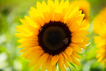 Obraz premium Sonnenblume mit Biene