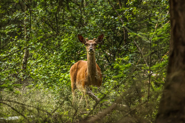Young Red Deer Stag spotted eating grass in the middle of a forest. The Hoge Veluwe National Park near Arnhem, The Netherlands.