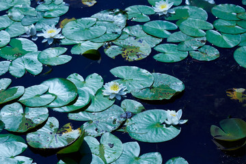 Water lilies - 283066722