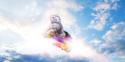 Cute gray cat in toy car flying on blue sky background. Follow your dream concept.