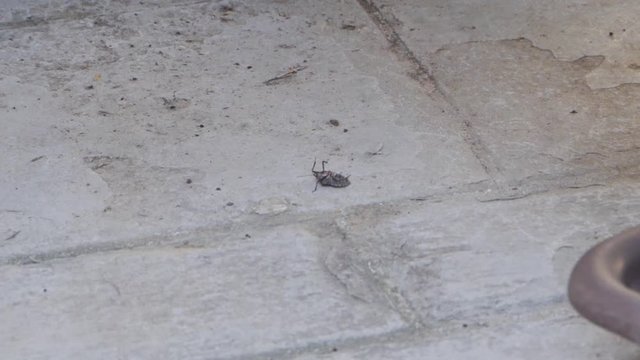 Overturned coackroach. Bug, roach dying in a street.