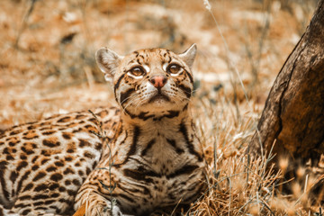 Obraz premium ZOA parc - Ocelot