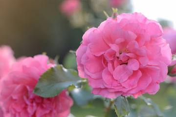 Pink roses blossoming flower bud closeup on sunset on green natural background