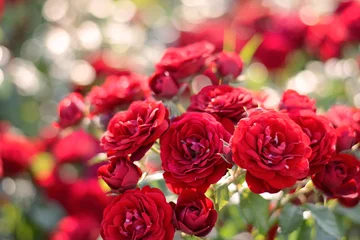 Fotobehang Red roses blooming background. Red roses bush in sunlight closeup © axynia