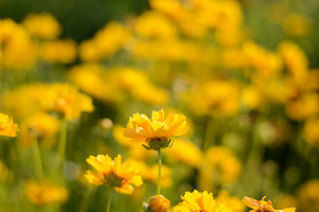 Summer meadow blurred background with yellow flowers and green grass