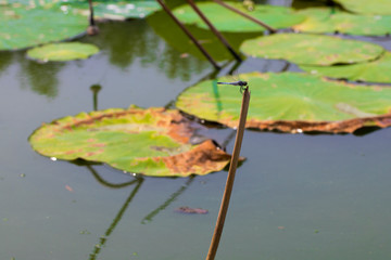 A dragonfly and lotus leaves in the pond