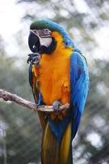 Macaws and colored birds at the zoo