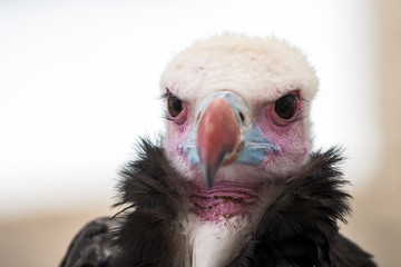 Close up headshot of a white-headed vulture (Trigonoceps occipitalis)