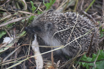 hedgehog is in my garden