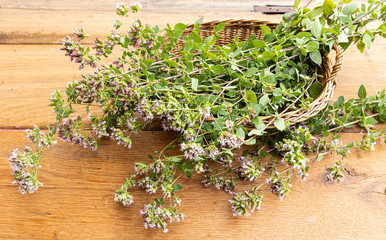 Wild oregano