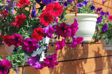 Several hanging planters with multi-colored petunia flowers against summer cottage wall made of natural wooden boards