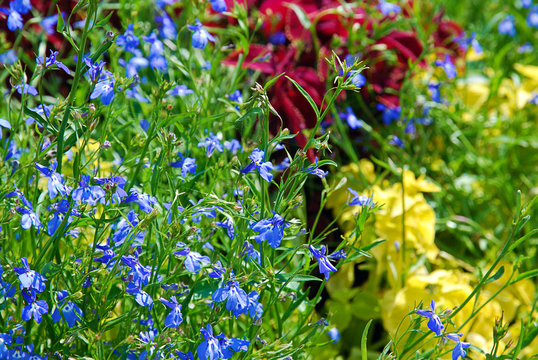 Colorful summer flowerbed with flowering plants in blue, green, yellow, red, colors