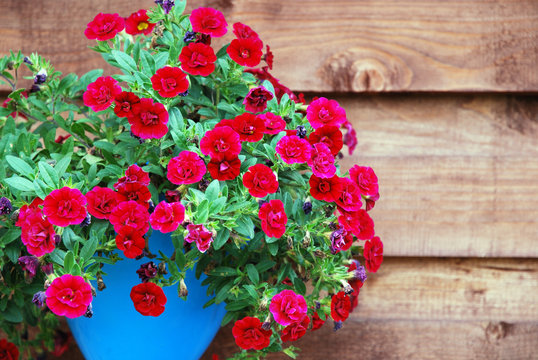 Deep red ampelous mini petunia flowers in turquoise blue pot against wooden wall background.  Superbells Calibrachoa Hybrid