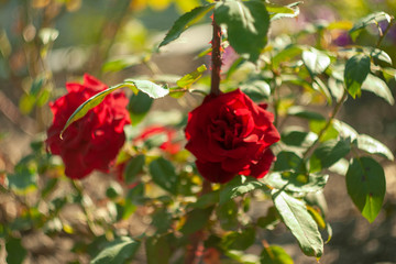 Blooming roses in the garden