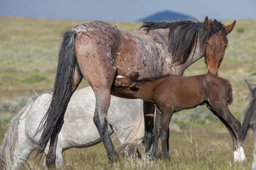 Obraz na płótnie Canvas Wild horse Mare and Foal in Utah