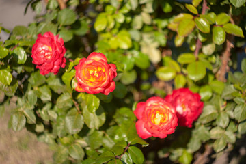 Blooming roses in the garden