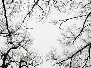 contraluz de las ramas de los árboles del bosque  sobre cielo gris - obrazy, fototapety, plakaty