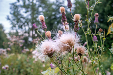 Fluffy white parachutes bearing seeds burst from seed heads belonging to thistles in a field.