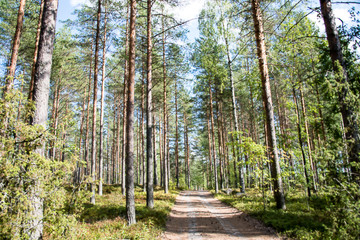 The road along the pine grove.