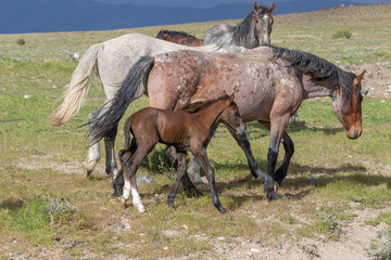 Wild horse Mare and Foal in Utah