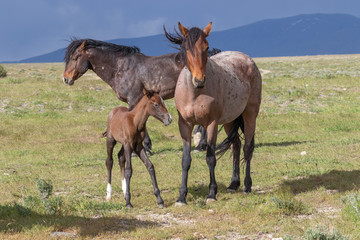 Obraz na płótnie Canvas Wild horse Mare and Foal in Utah