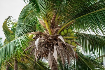 coconut palm tree with coconuts
