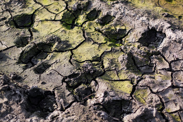 Footprints in the cracked soil.