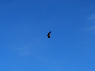 Eagle Blue Sky