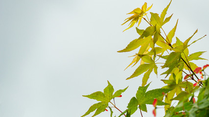 Close-up of maple Acer Palmatum with bright green leaves against white background. Spring landscape, fresh wallpaper, nature background concept