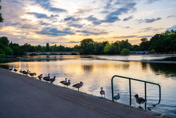 Panoramic view of the central lake inside the main park in Notting Hill Gate, with the sky at sunset reflected in water, London - England