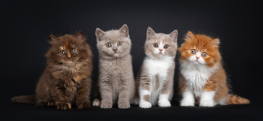 Row of multi colored litter of British Longhair and Shorthair kitten, sitting facing camera. Looking curious at viewer. Isolated on black backgrRow of four British Long- and Shorthair kittens on black