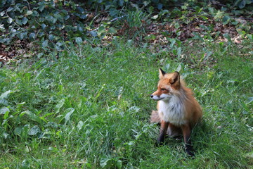 red fox is sitting and resting in the grass