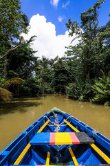 Fototapeta premium Magic Forest in the Indiana River, Dominica Island