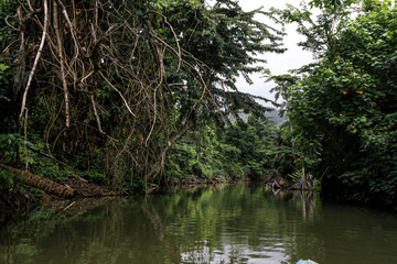 Fototapeta na wymiar Magic Forest in the Indiana River, Dominica Island