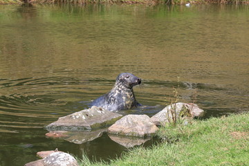 gray seal sitting at the beach edge