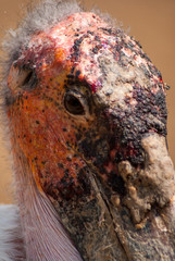 Marabu aus Afrika 