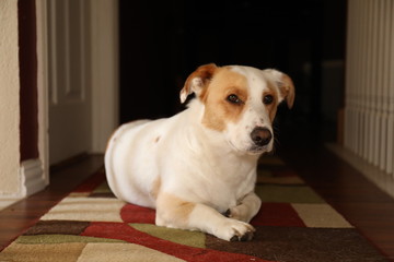 Corgi Shepard Mix