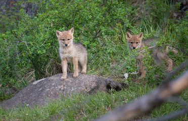 Coyote pups