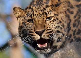 Fototapeta na wymiar portrait of leopard