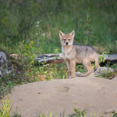 Coyote pups