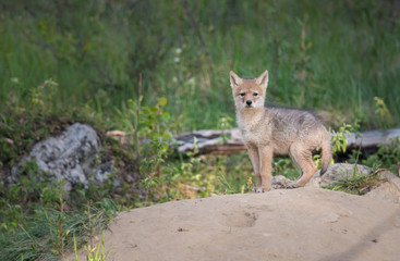 Coyote pups