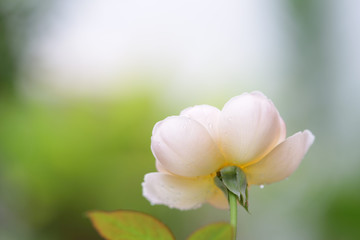 Hot pink paper backround texture