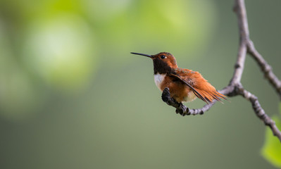 Rufous hummingbird