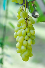 white malaga grapes or grape plant