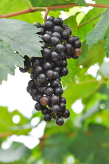 Pinot Noir grape or grape plant