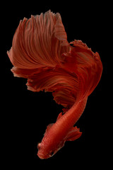 red  color of Siamese fighting fish betta Thailand fish movement