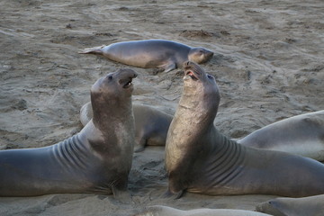 seals on the beach